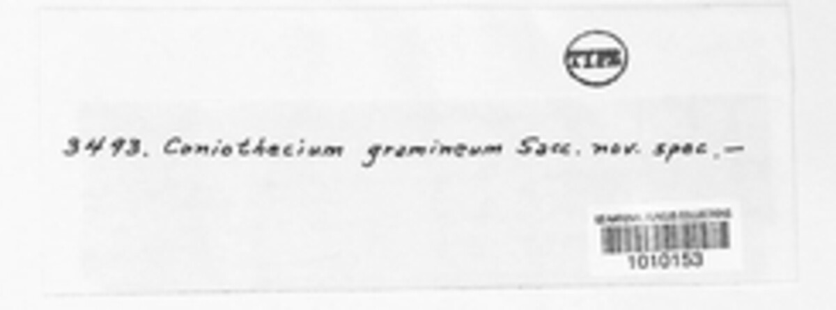 Coniothecium gramineum image